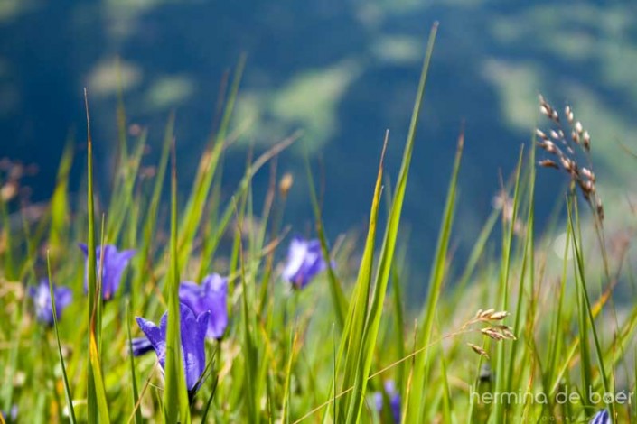 Campanula Alpina, Austria