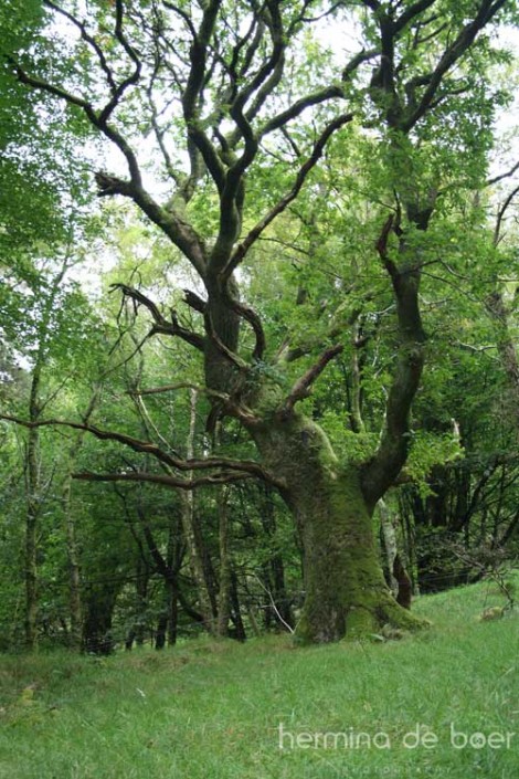 Wicklow Mountains National Park