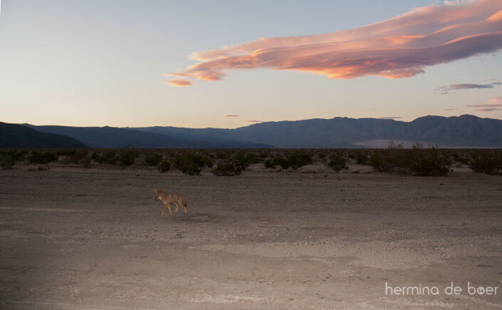 Death Valley, Coyotes