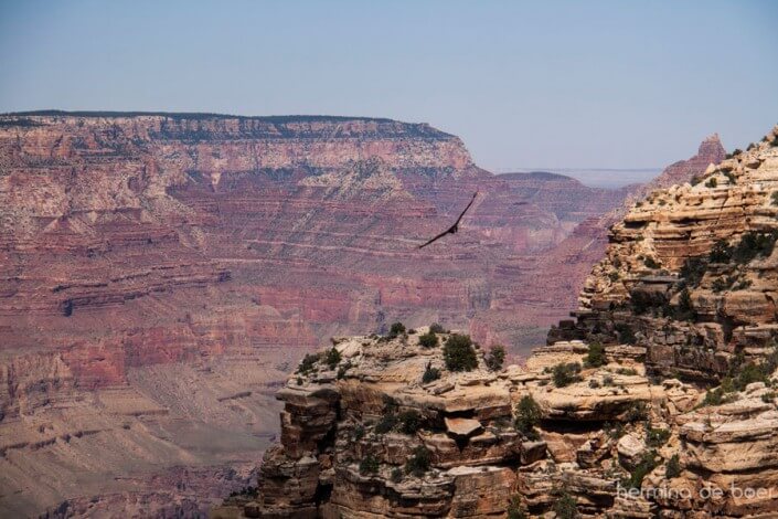 Grand Canyon, Eagle, America
