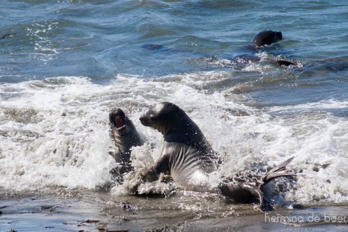 Elephant Seals, Pacific, America