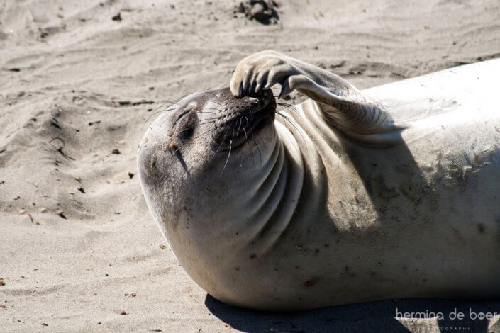 Elephant Seal, Pacific, America