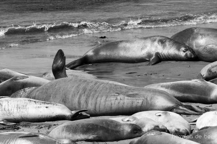 Elephant Seals, Pacific, America