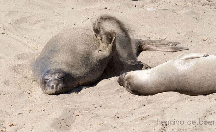Elephant Seal, Pacific, America