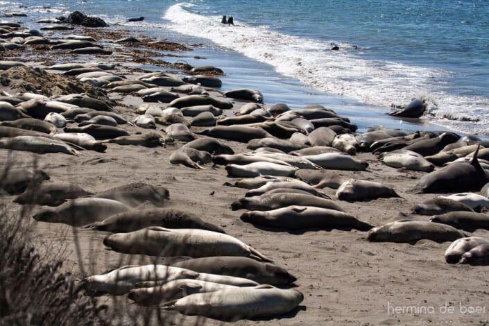 Elephant Seals, Pacific, America