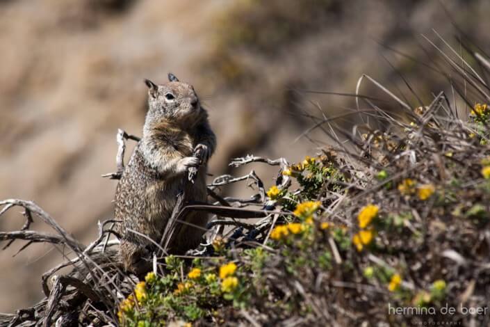 Squirrel, Pacific, America