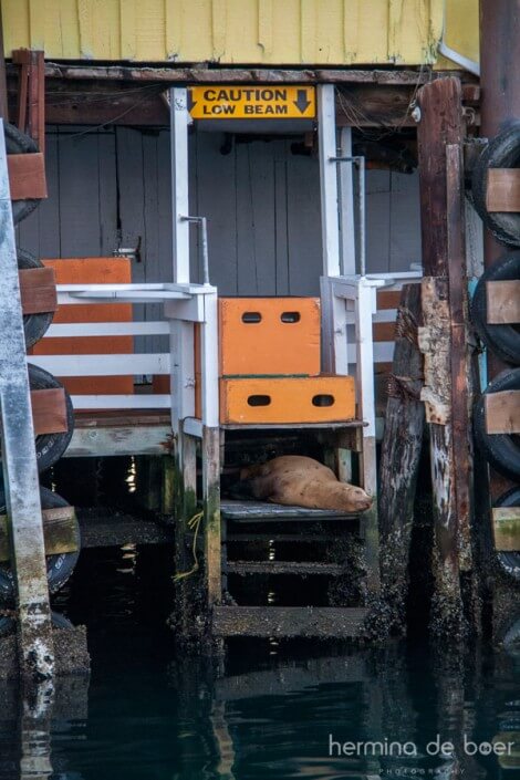 Monterey Bay, Seal, America