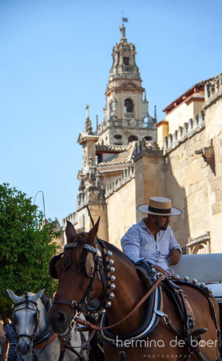 Horses, Cordoba, Spain