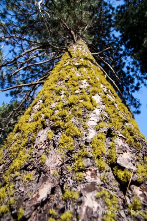 Yosemite, Tree