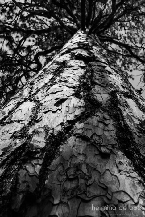 Yosemite, Tree Bark