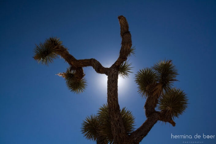 Yoshua Tree, National Park, America