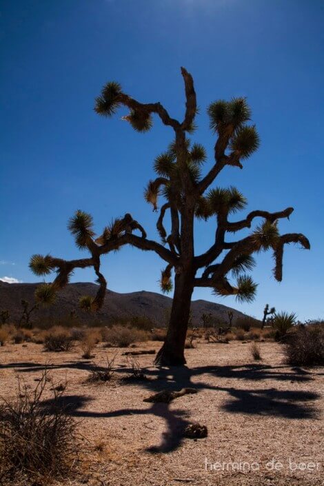 Yoshua Tree, National Park, America