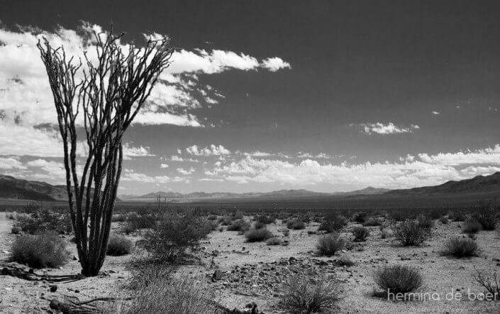 Yoshua Tree, National Park, America